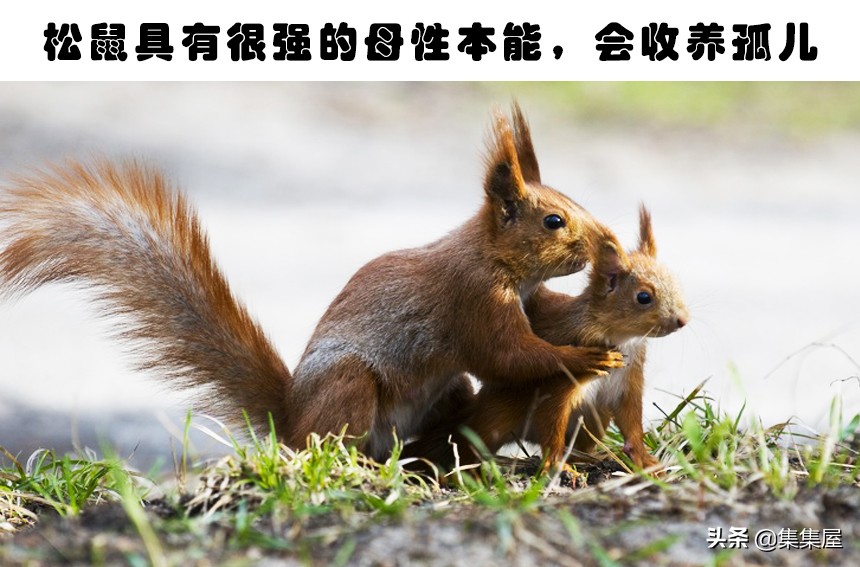 学习动物的基本知识,关于动物的20个问题