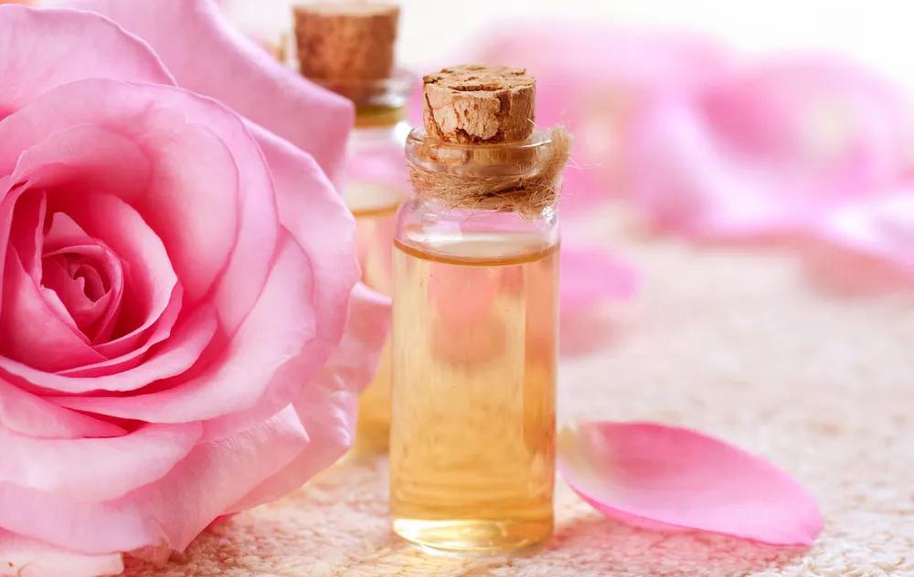 玫瑰和月季功效的区别,玫瑰和月季花托的区别图解