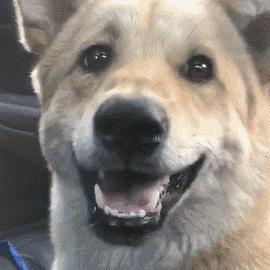 土狗对土主人忠诚吗,土狗vs洋狗