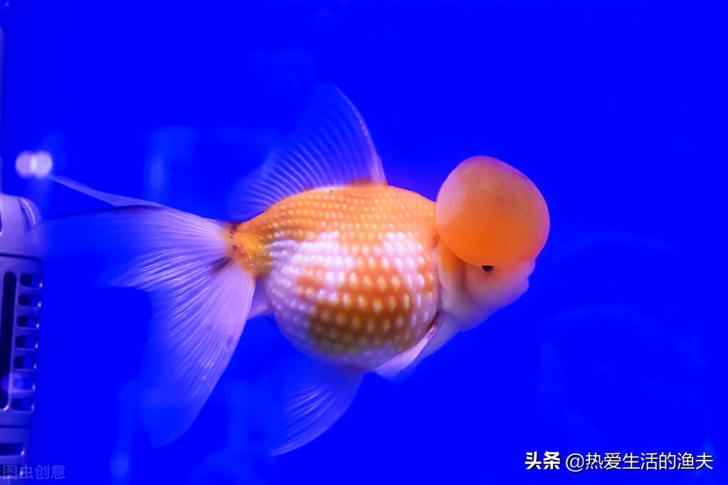 金鱼产卵后多久可以换水,金鱼产卵自己吃掉怎么办