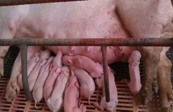 母猪产后无乳催乳方法,母猪产后无奶用什么方法最好