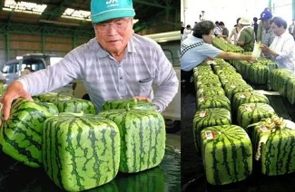 日本学习农业需要哪些条件,从日本学到什么