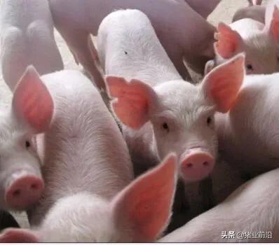 猪场一断奶就腹泻，一定要看这几招，用了告别断奶腹泻问题