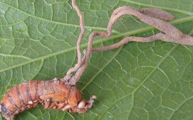 被称为南方的冬虫夏草金蝉花,金蝉花媲美虫草