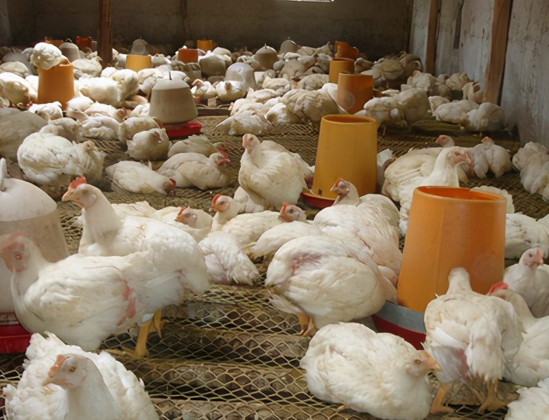 如何分辨虚寒下痢和泻热下痢,预防家禽白痢