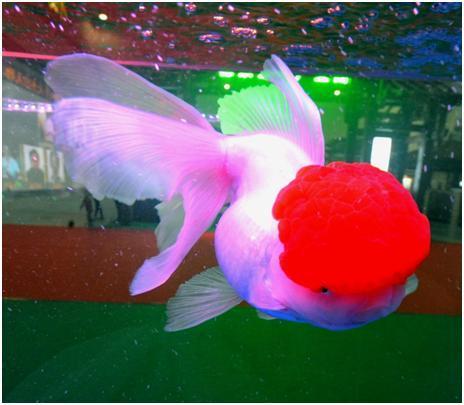 朱顶紫罗袍金鱼是怎么培育的,朱顶紫罗袍金鱼有多少条