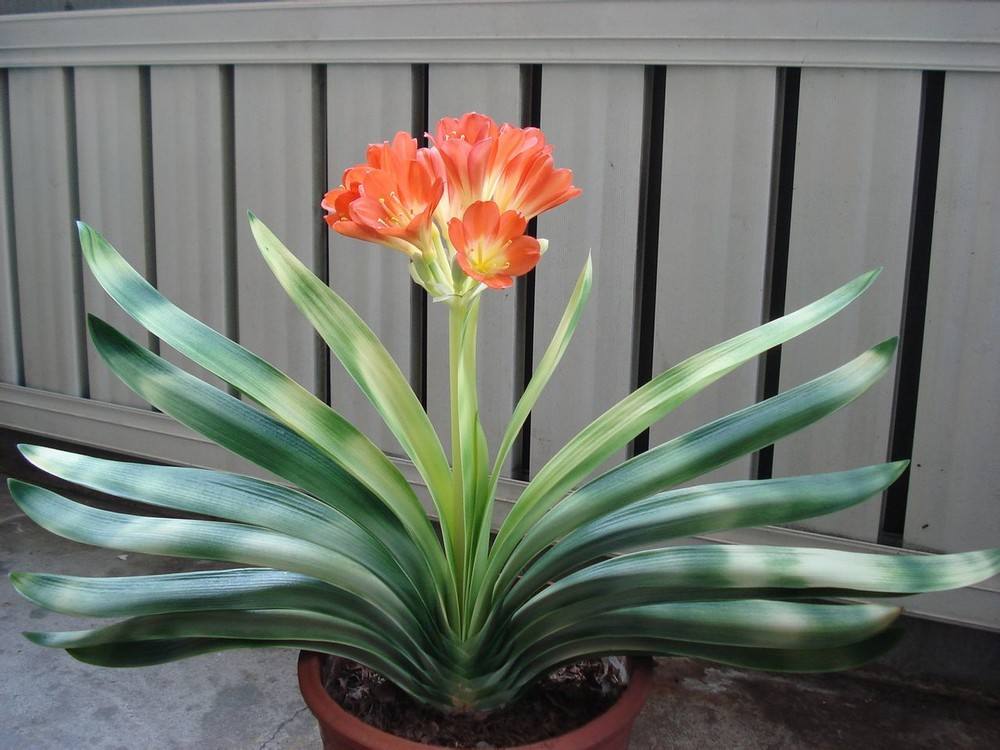 教师节应该给老师送什么花最合适,教师节给老师送什么花比较合适