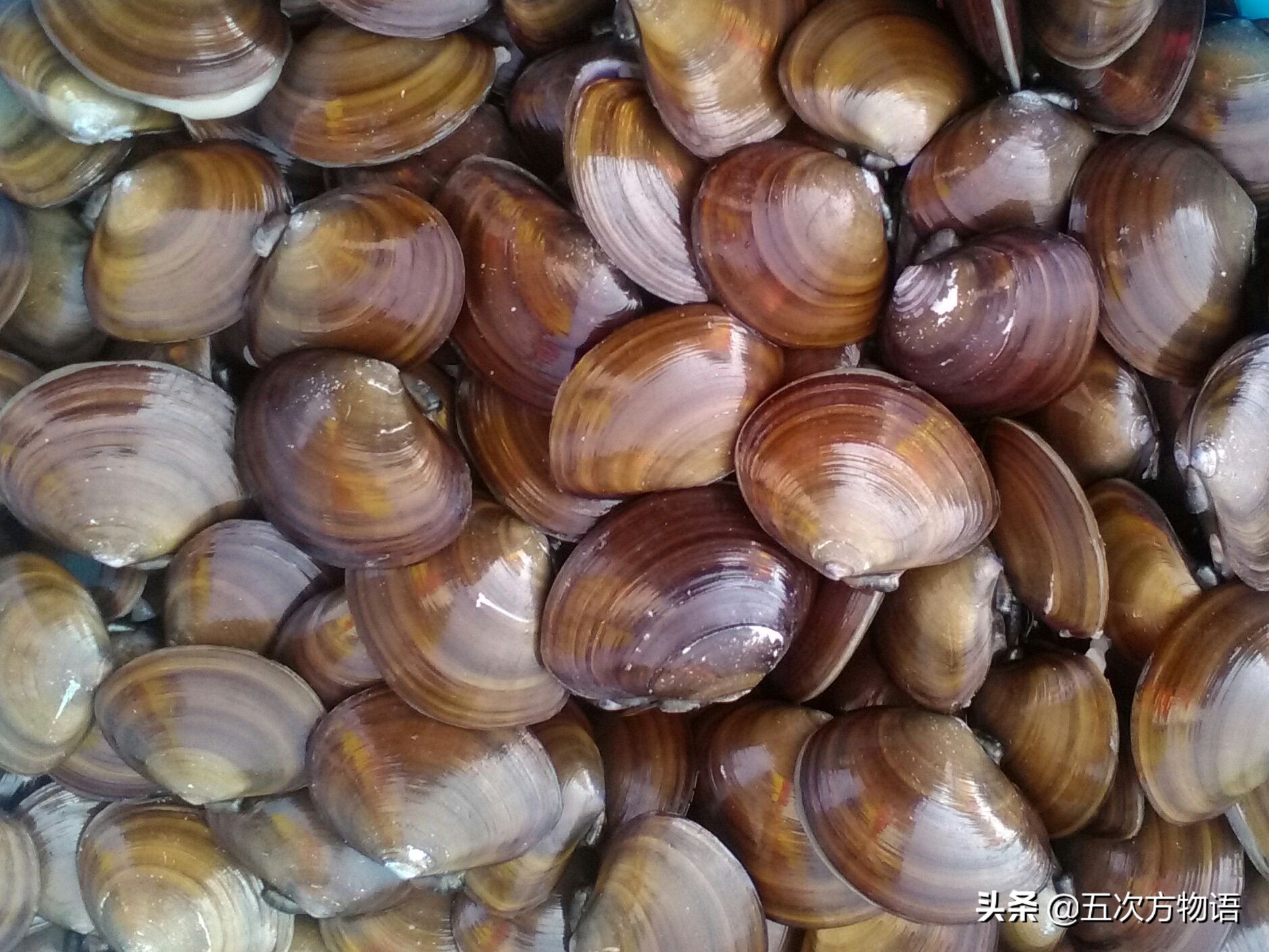 好吃的贝类品种大全,青岛贝类海鲜有哪些品种