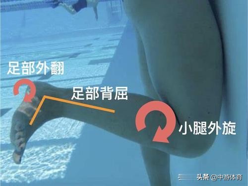 蛙泳腿收翻脚容易露出水面,中游体育蛙泳怎么收腿