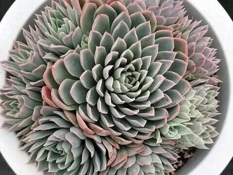 多肉植物直播紫罗兰女王,女王紫罗兰多肉