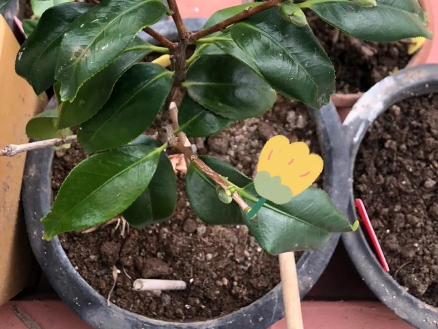 花买回来叶子蔫了怎么办,花掉花苞有什么好方法吗