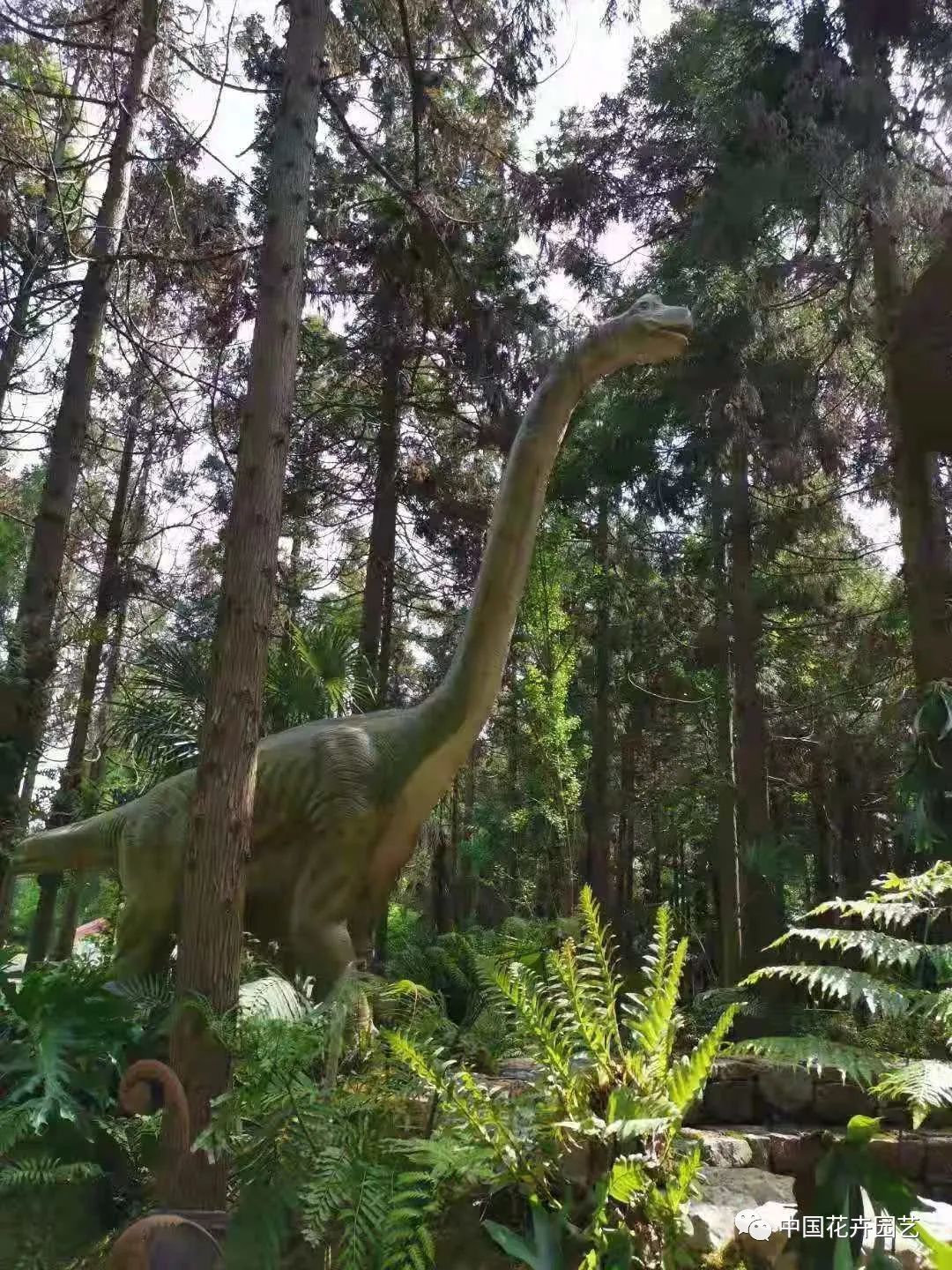 探访花博会的神奇植物,探访第十届花博会的神奇植物