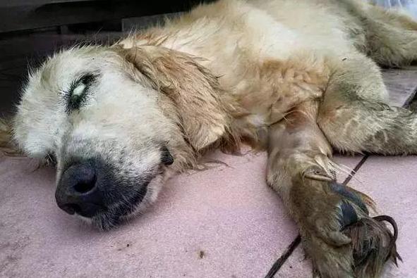 如果你家狗狗生病了怎么办,怎么发现狗狗中暑