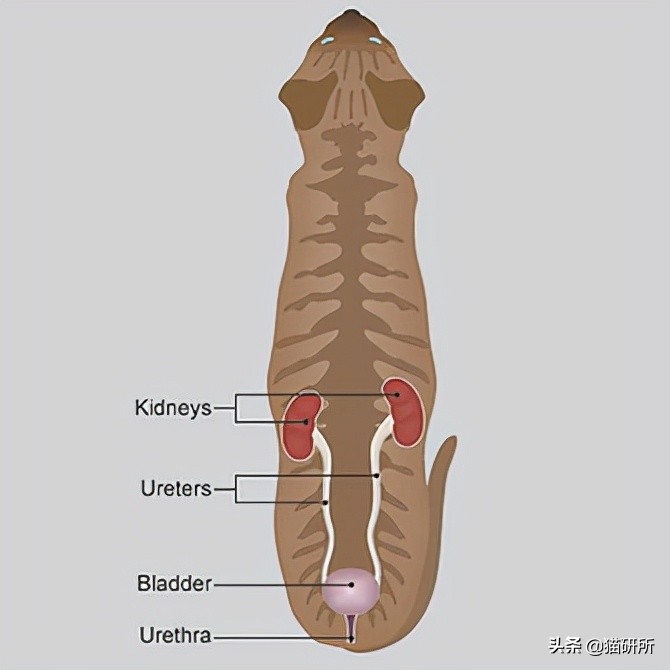 老年猫肾衰的最佳治疗方法,老年猫肾病怎么治疗