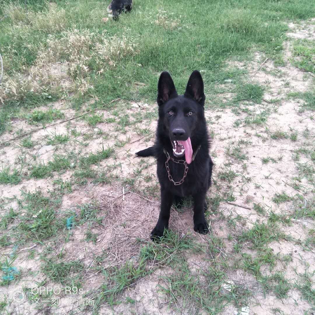 训练牧羊犬放牧的方法,如何快速训练牧羊犬放羊