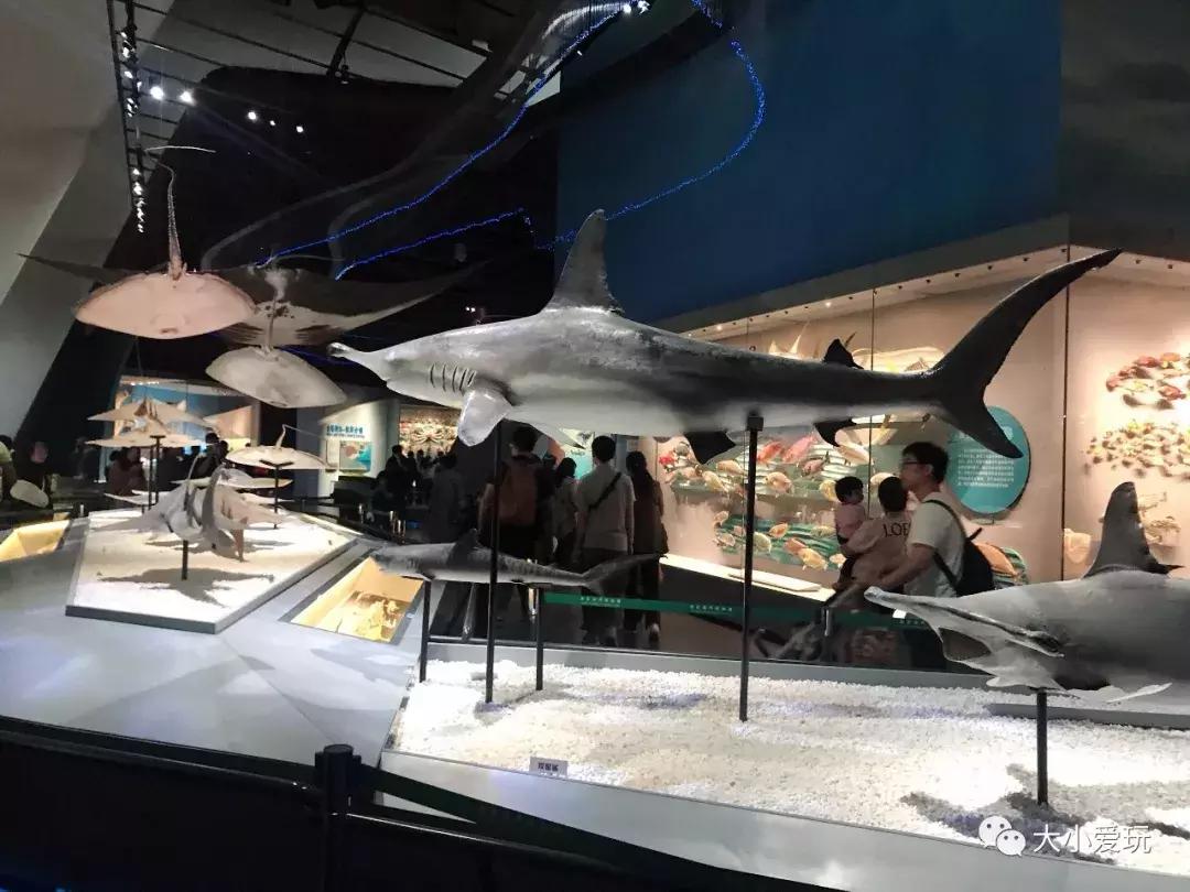 开放首日实探国家海洋博物馆，史上最抢手博物馆究竟长什么样