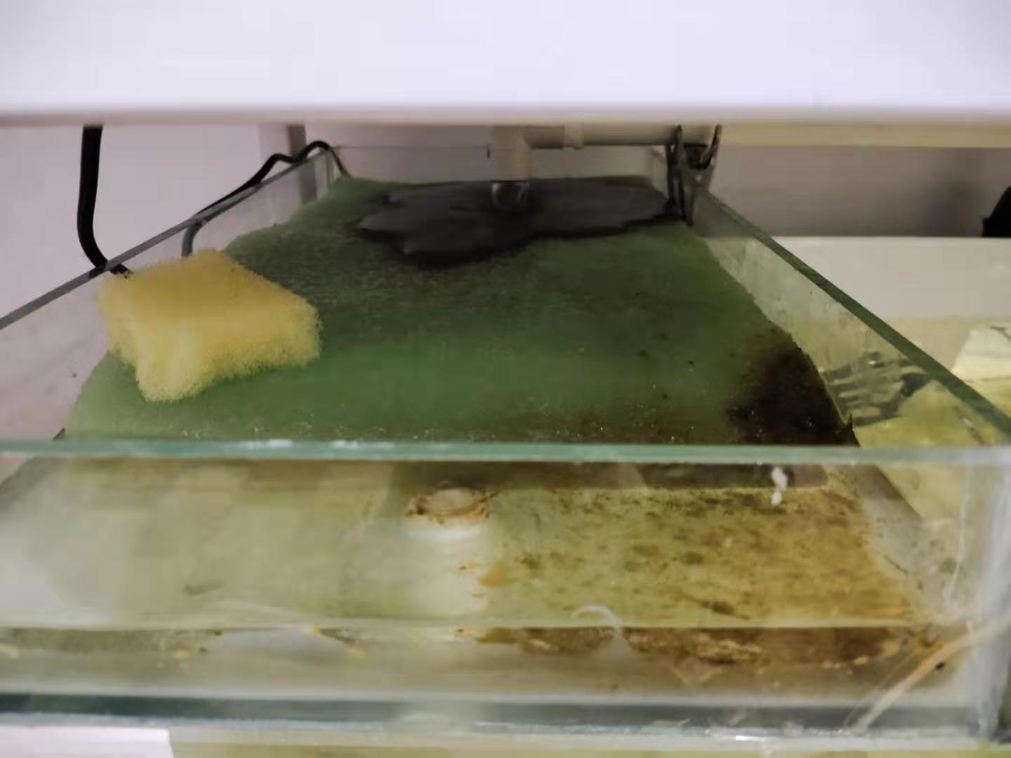 鱼缸温度达到多少度能去除绿水,鱼缸去除绿水最简单的办法