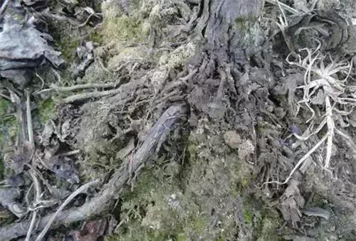 葡萄种植第一大虫害,葡萄种植六大坑个个要命