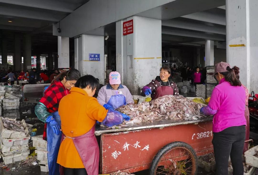 舟山流网大白鲳,淡水白鲳多少钱一斤