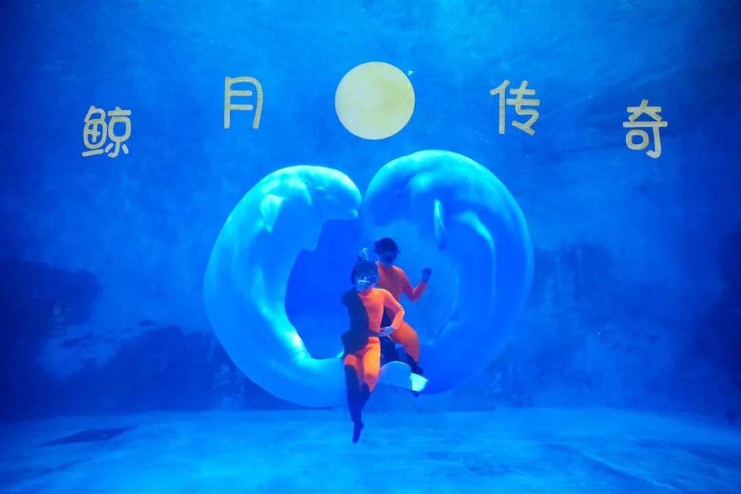 天津海昌极地海洋公园攻略详细,天津海昌极地海洋公园详细攻略