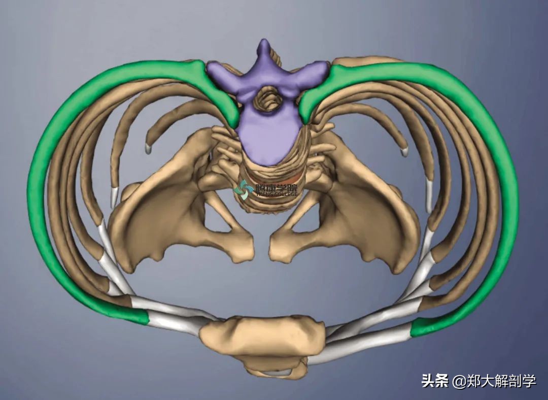 肋骨疼痛一招搞定,肋骨疼痛调理的中国手法