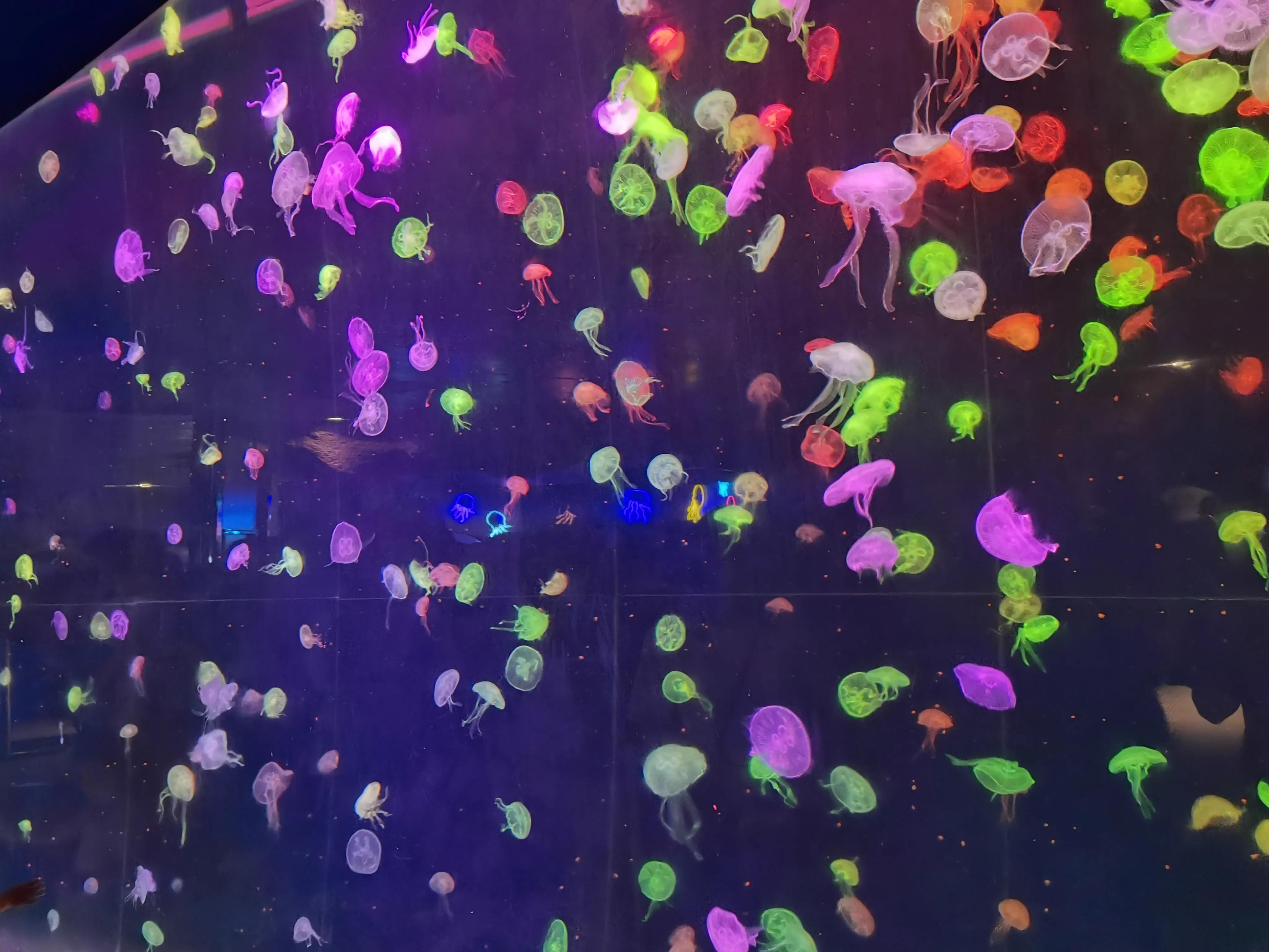 珠海长隆海洋王国之旅,长隆海洋王国游玩攻略