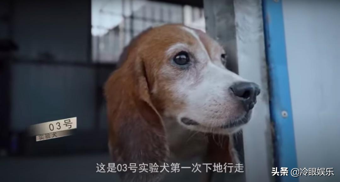 小动物永远都幸福,小动物长得最美也最可爱