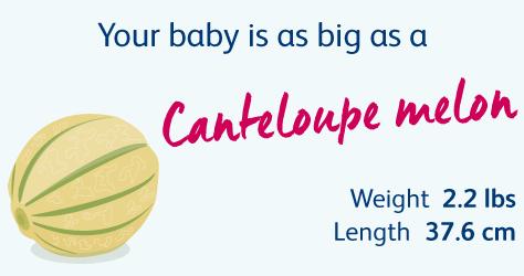 怀胎十月，胎儿悄悄长大，孕妈慢慢变胖，几张图片诠释发育过程