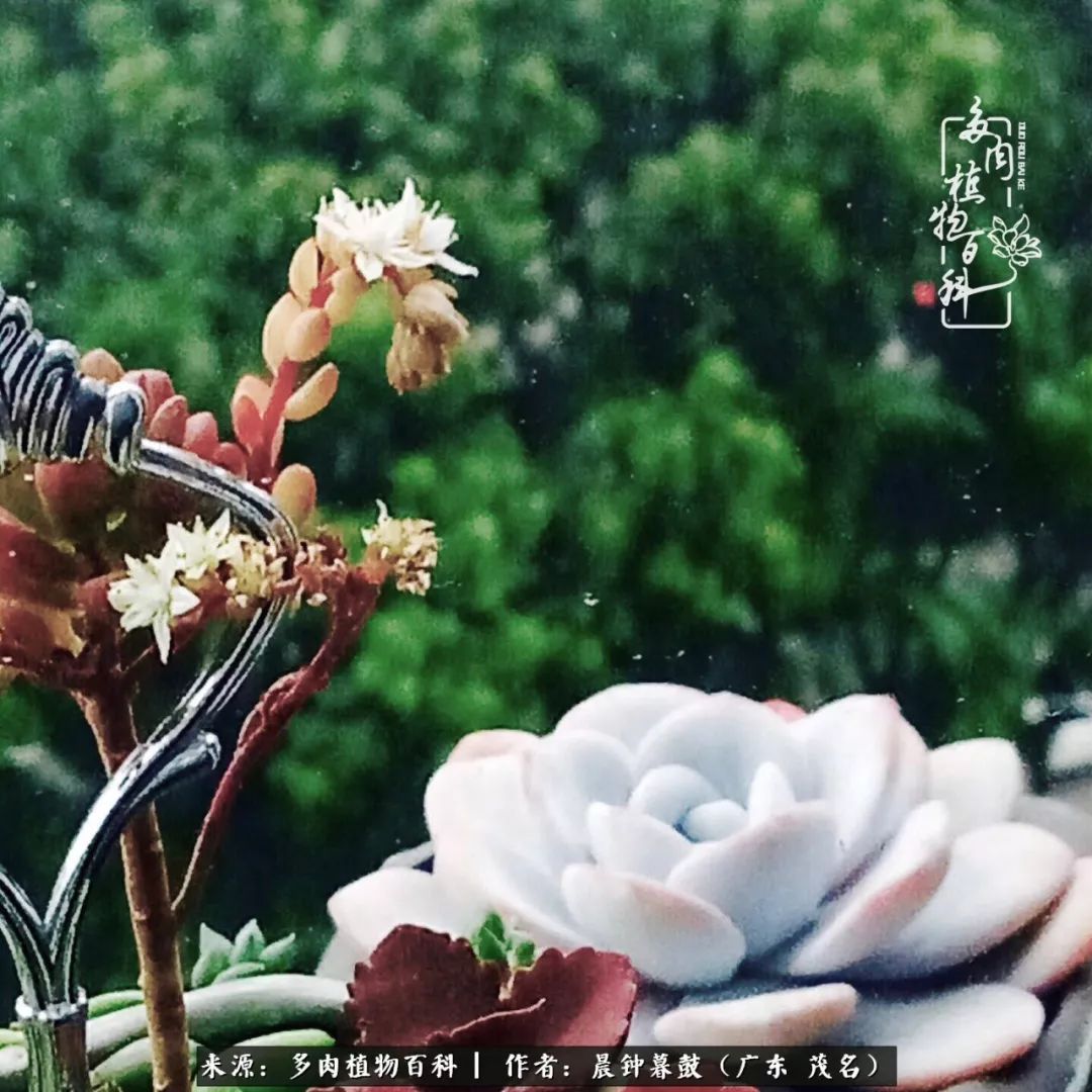轻轻地告诉你，我的多肉也曾美过，不信你看看