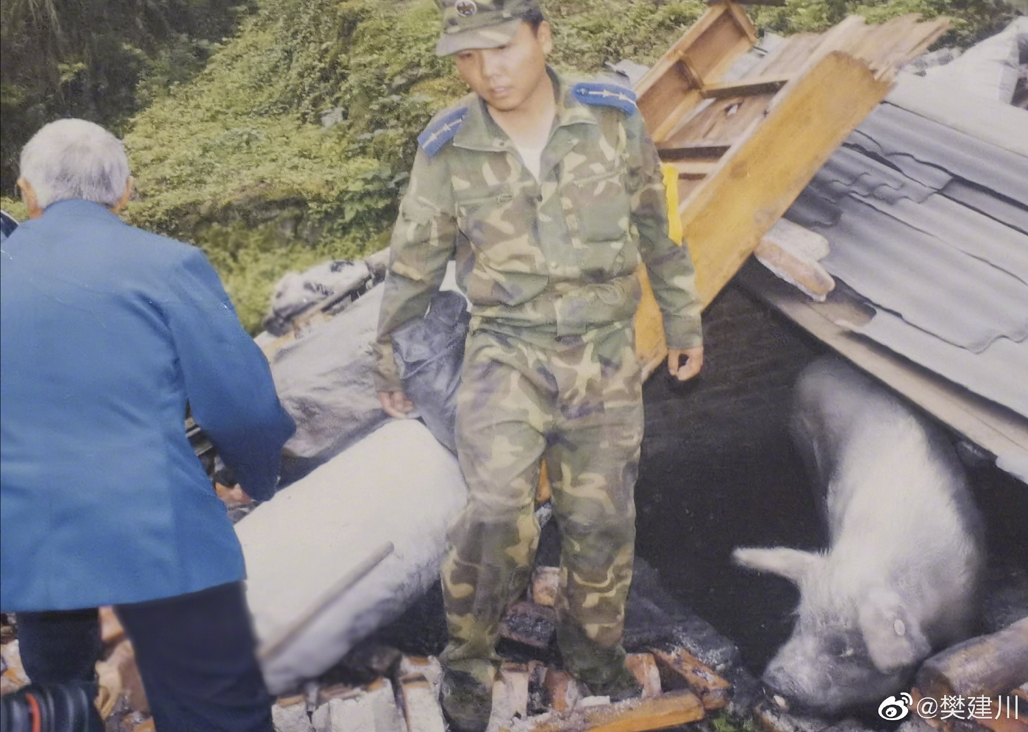 猪坚强在汶川大地震中枪了多少天,汶川大地震36天猪坚强的视频