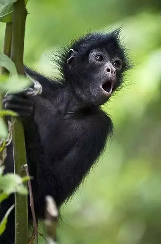 猴子72变图片,看看猴子