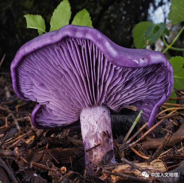 摄影彩色蘑菇,摄影师拍摄迷你蘑菇