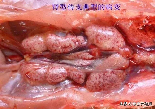 家禽疾病的常用诊断方式有哪些,家禽常见疾病及检测方法书籍