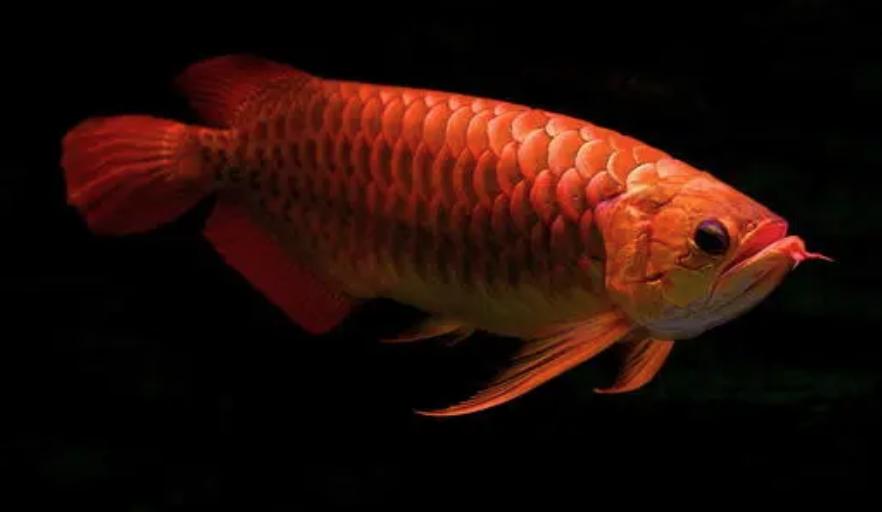 东莞龙鱼疾病预防,龙鱼最难治愈的疾病