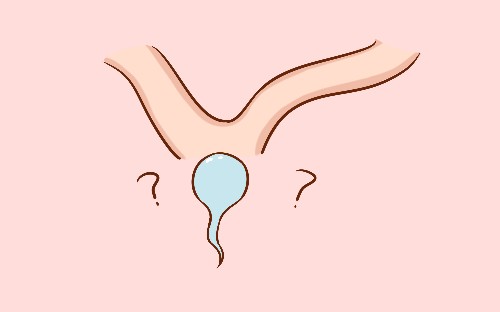 受孕成功后胎儿有缺陷的概率,受孕剩下的精子都去哪了