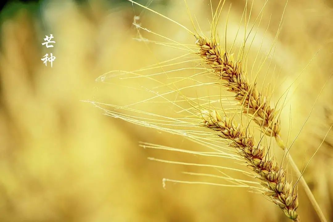 芒种蝉鸣夏始忙青梅初可烹,芒种伊始仲夏已至