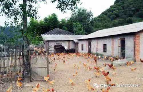 东北散养鸡怎样过冬,散养的鸡怎么过冬