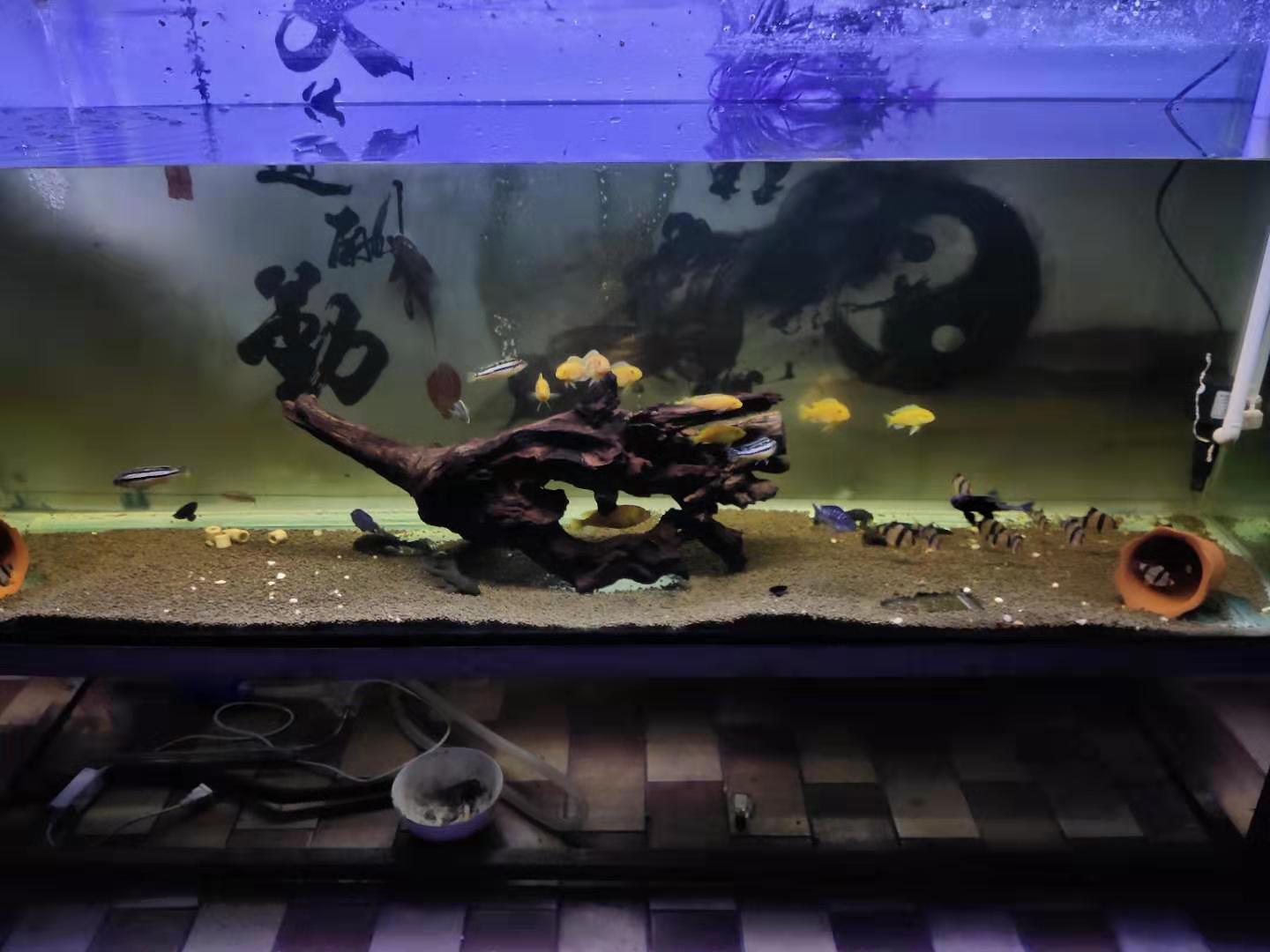 鱼缸滤材背后的秘密,昂贵鱼缸滤材值不值得买