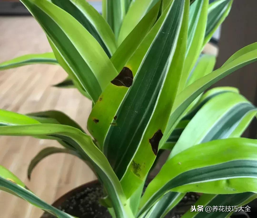 盆栽植物土壤发霉怎么处理,盆栽植物长毛毛怎么办