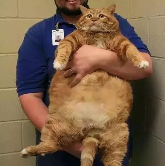 橘猫半年大概多少斤,橘猫半年