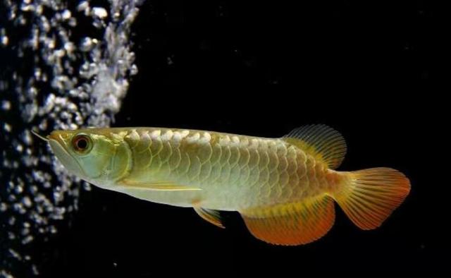 观赏鱼身上有水珠气泡是怎么回事,观赏鱼不打氧起白点