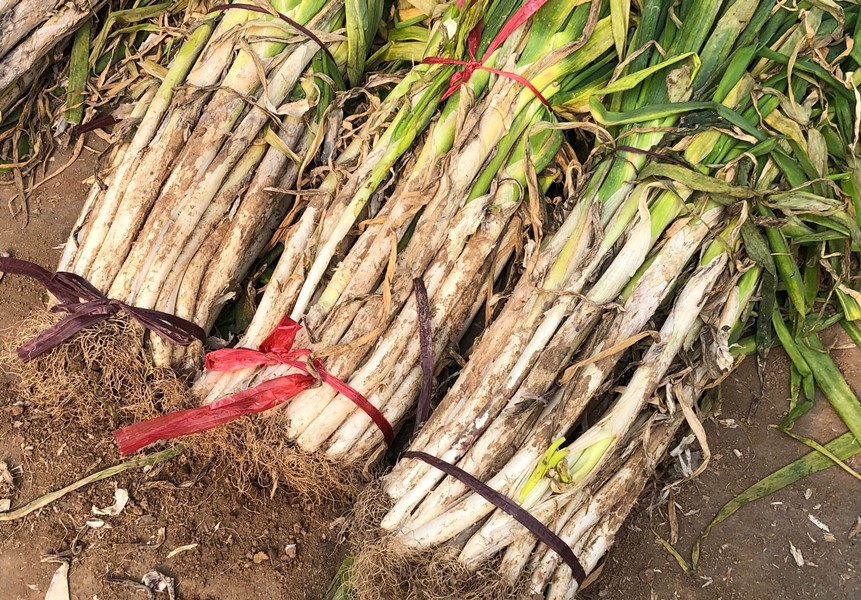 冬天大葱保存方法家常做法,冬天楼房保存大葱的好方法是什么