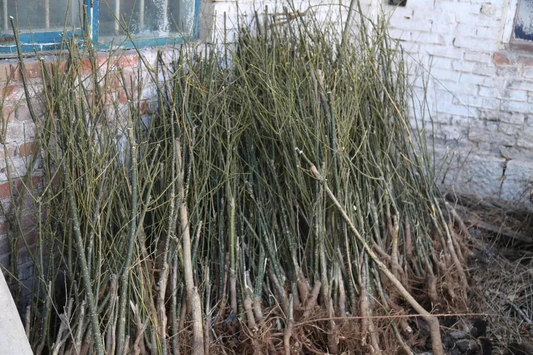 邯郸磁县大红脑村：柴书记！全村百姓要跟着你干下去