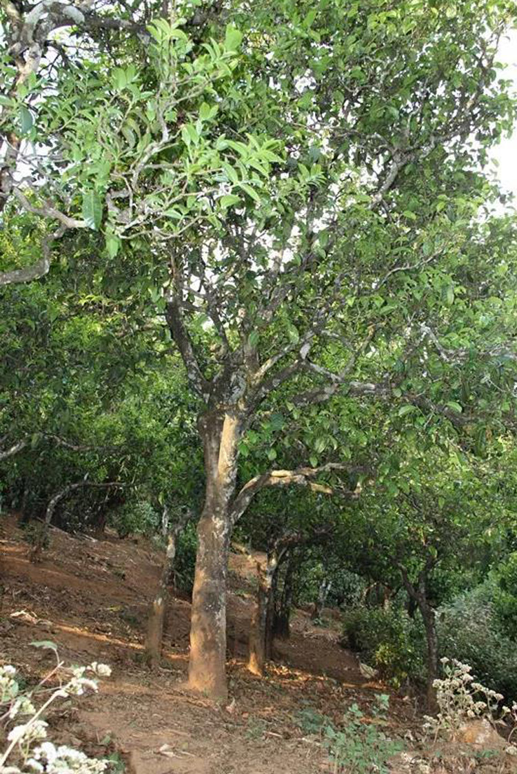 用一句话描述各山头普洱茶的特点,普洱茶六大名山头茶的特点介绍