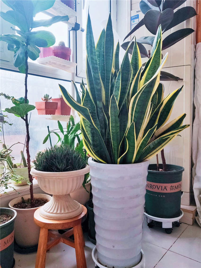 适合邻居养的十种花,养这7种花大人小孩都能养好