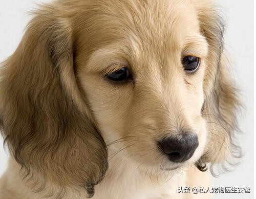 狗狗耳部疾病如何解决,狗狗耳朵增生最好的解决办法