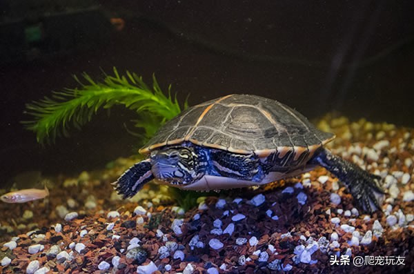 龟吃了石子都会排出来吗,幼龟吃石子怎么办