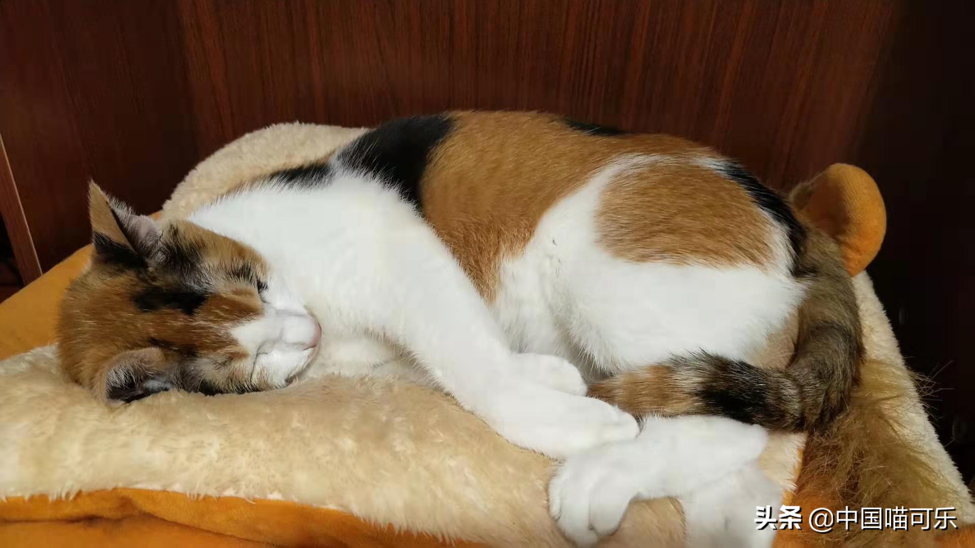 猫被主人遗弃一年后回家,7岁小猫被主人遗弃19公里回家