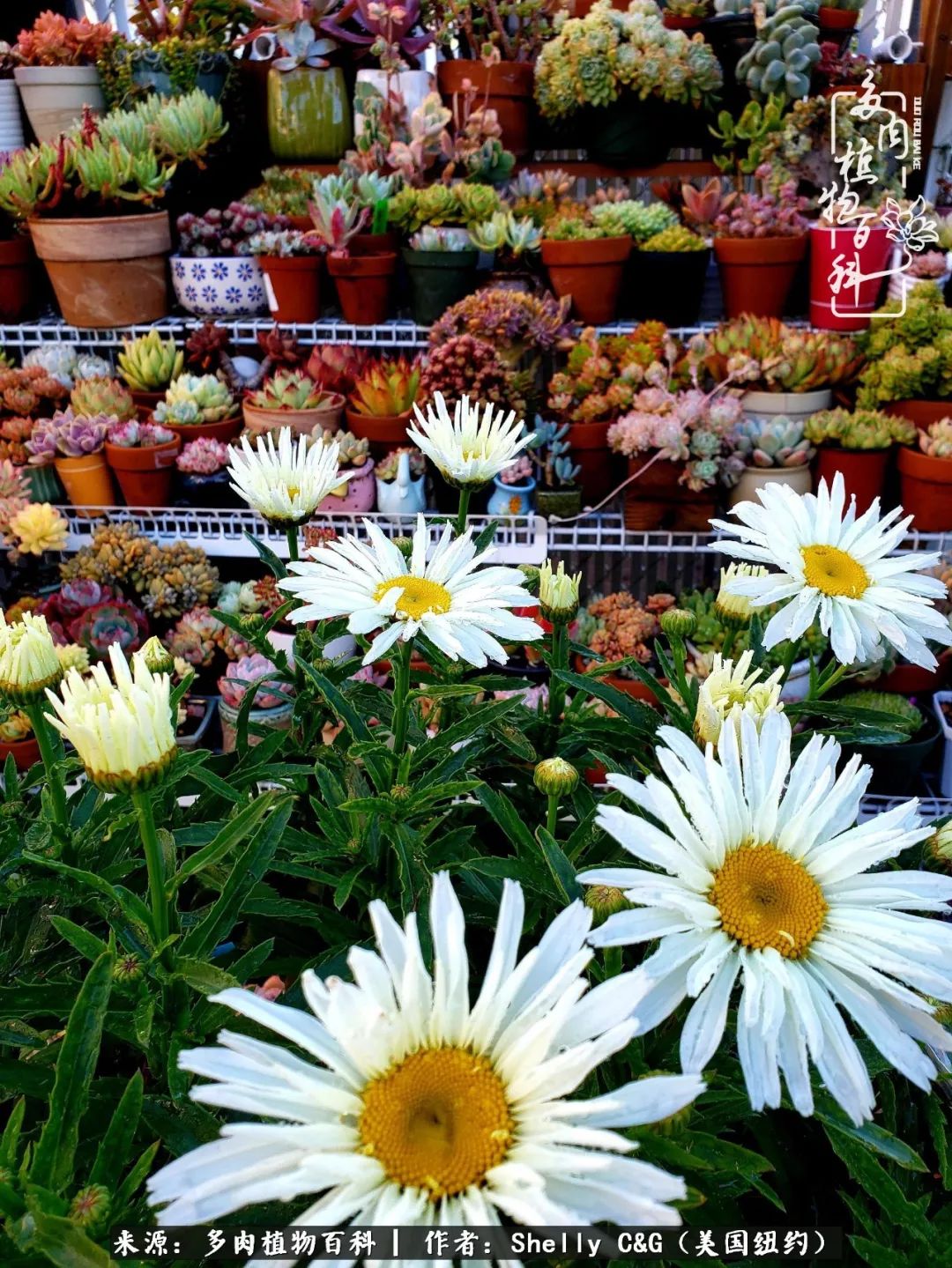 美国纽约有多少华裔人,美国纽约有多少个华人