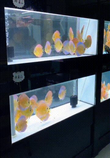 新手养七彩要注意什么,养七彩前期准备